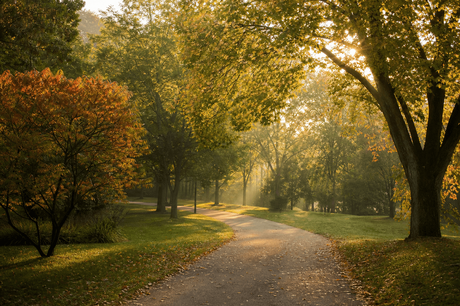 A peaceful park path lit by morning sunlight