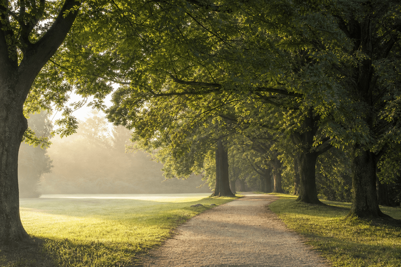 A sunlit tree-lined walking path through a park